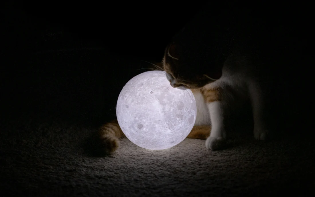A cat nosing a small glowing moon in an unlit room.