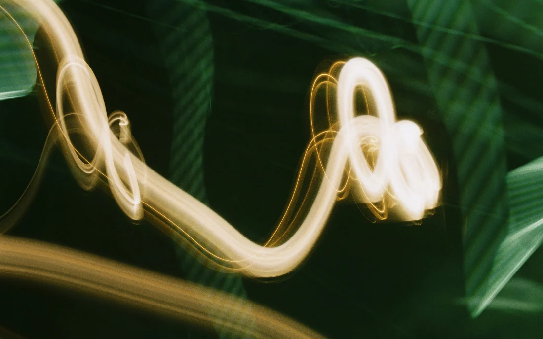 A long ribbon of light looping through the dark over broad green leaves.
